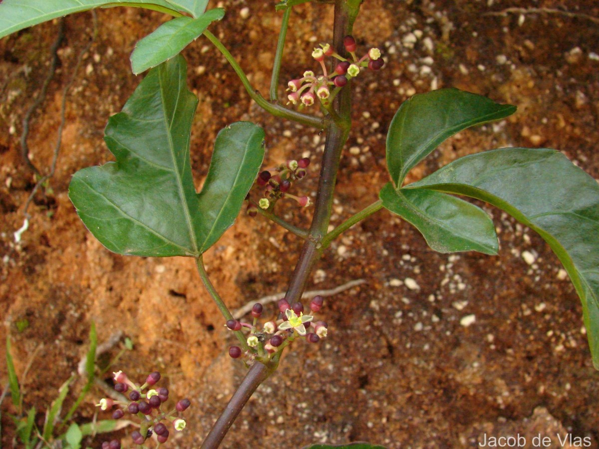Cissus gardneri Thwaites